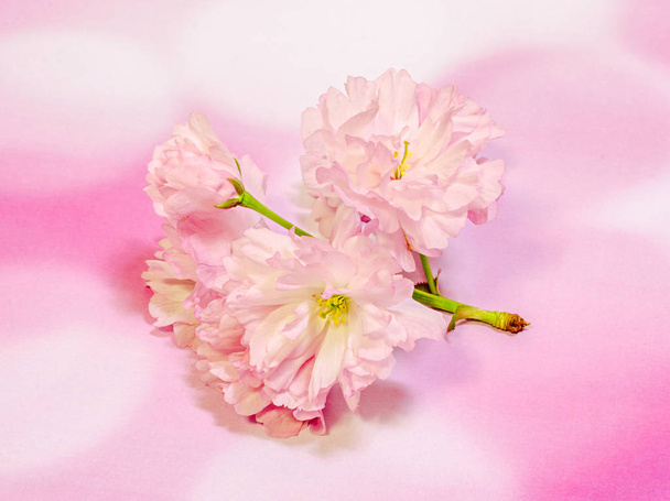 Pink tree flowers of Prunus serrulata Kanzan, branch flowers - Foto, Bild