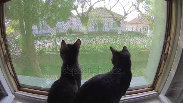 kat kijken het maaien van het gazon, drie schoten - Video
