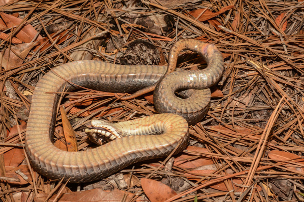 An Eastern Hognose Snake - Photo, Image