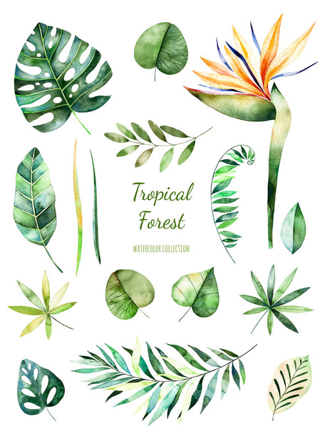 Tropical Leafy collection.  - Photo, Image