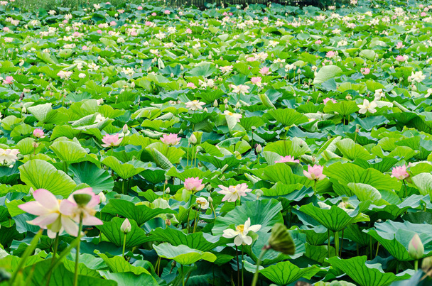 Rosa, branco, flores nuphar amarelas, campo verde no lago
 - Foto, Imagem