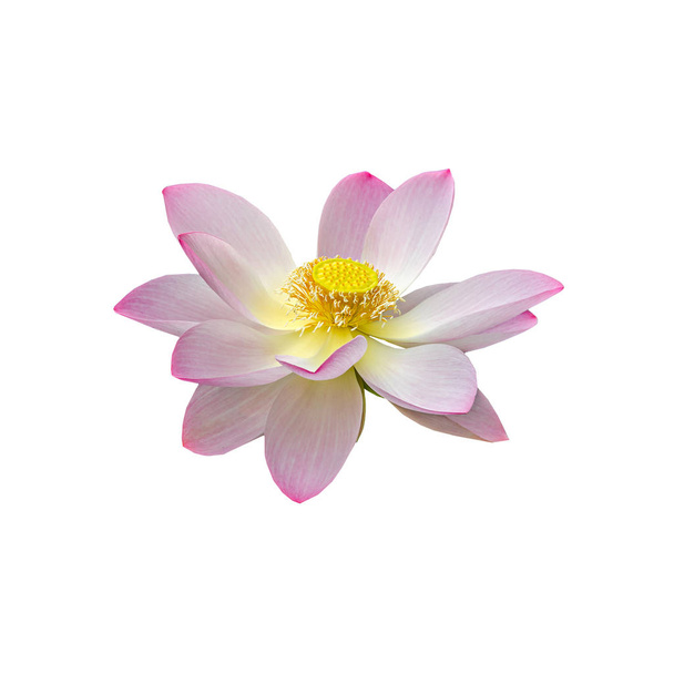 Flor nuphar rosa, nenúfar, lagoa-lírio, spatterdock, Nelumbo
  - Foto, Imagem