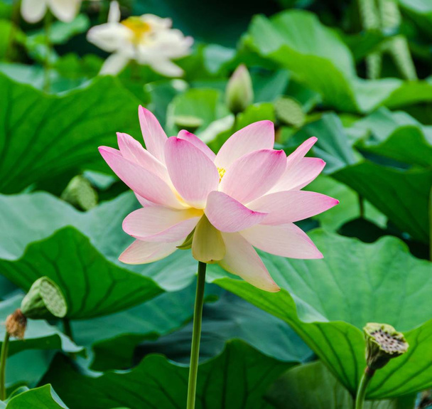 Розовые, белые, желтые нуфаровые цветы, зеленое поле на озере, водянистые
 - Фото, изображение