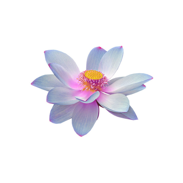 Голубой цветок нуфар, водяная лилия, пруд-лилия, брызги, Нелумбо
  - Фото, изображение