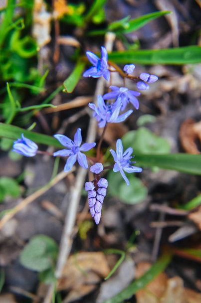 Flowers of Wood squill Scilla siberica in spring forest - Photo, Image