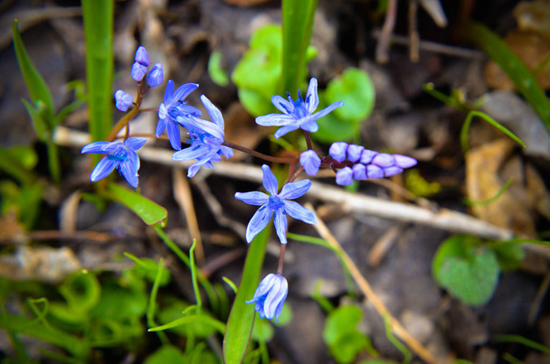Flowers of Wood squill Scilla siberica in spring forest - Photo, Image