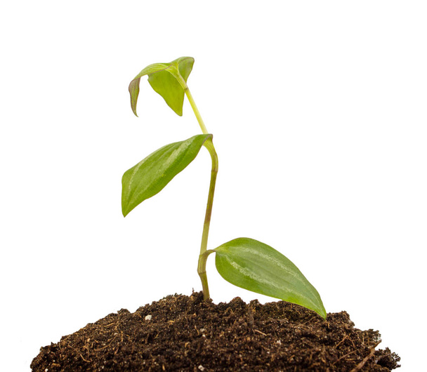 Baby plant in soil - Photo, Image