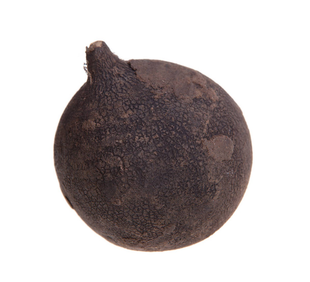 Rábano negro vegetal
 - Foto, Imagen