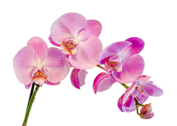 Pink branch orchid  flowers, Orchidaceae, Phalaenopsis - Photo, Image