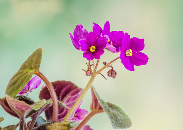 Violeta Saintpaulias flores, vulgarmente conhecidas como violetas africanas
,  - Foto, Imagem