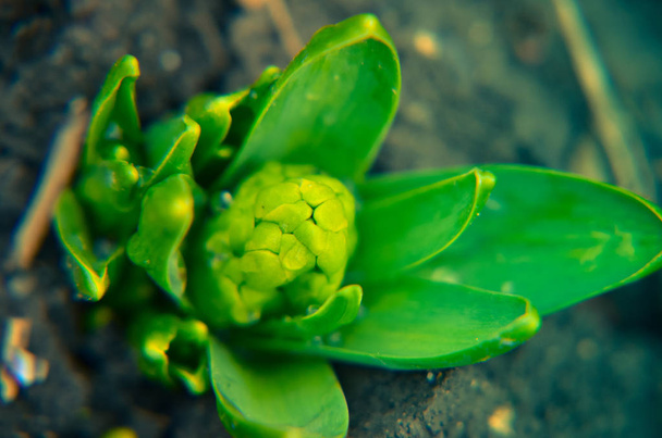 Baby tree of hyacinthus flower in the garden - Photo, Image