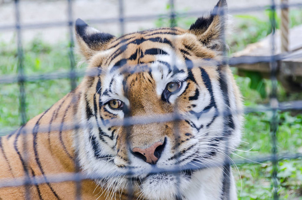 Ruskea tiikeri eläintarhassa, aita, istuu, lähikuva
 - Valokuva, kuva