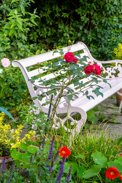 rose rosse in casa, giardino romantico
 - Foto, immagini