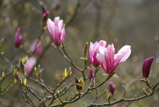 A magnolia fa lila virágok - Fotó, kép