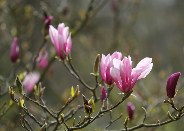 The purple flowers of the magnolia tree - Photo, Image