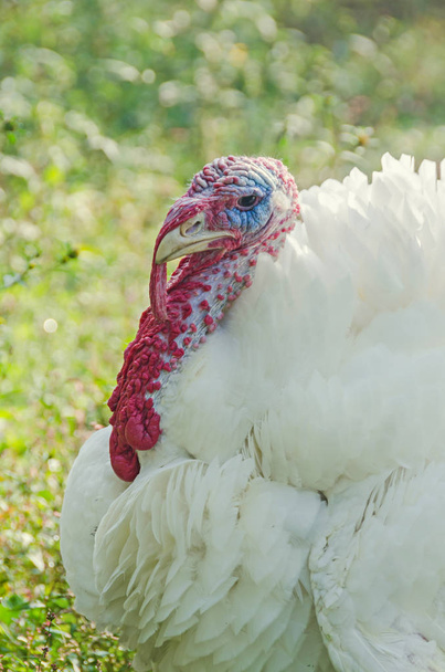 White turkey bird, close up, outdoor, sun rays light, country side - Photo, Image