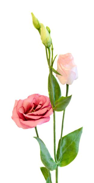 Rosa Eustoma, Lisianthus flower, famiglia Gentianaceae, isolato
,  - Foto, immagini