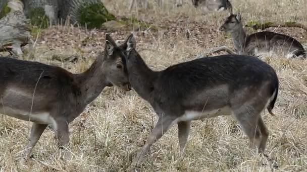 Twee bruin kleine schattige herten spelen op het veld in Slow-Motion. - Video