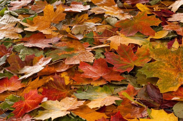 autumn background - Фото, изображение