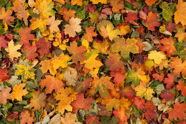 autumn background - Photo, Image