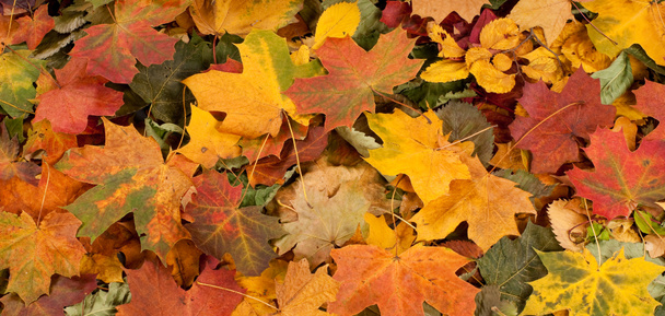 Colorful autumn background - Фото, изображение