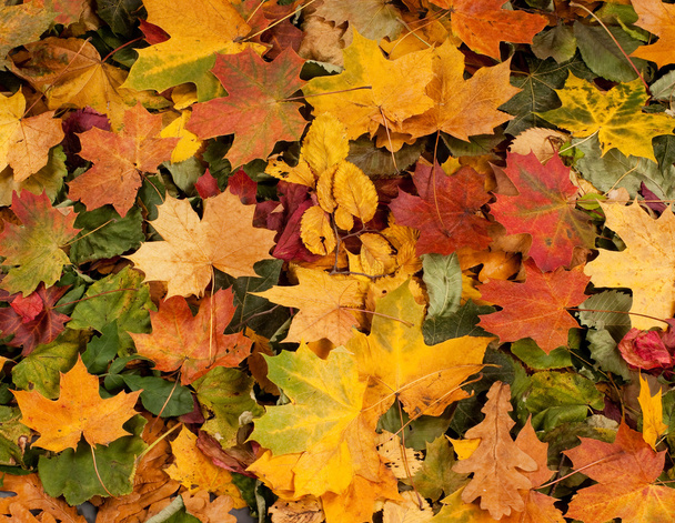 Colorful background of fallen autumn leaves - Valokuva, kuva