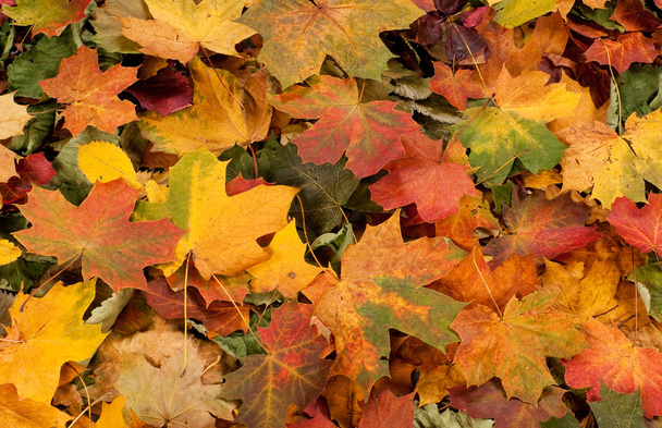 Colorful background of fallen autumn leaves - 写真・画像