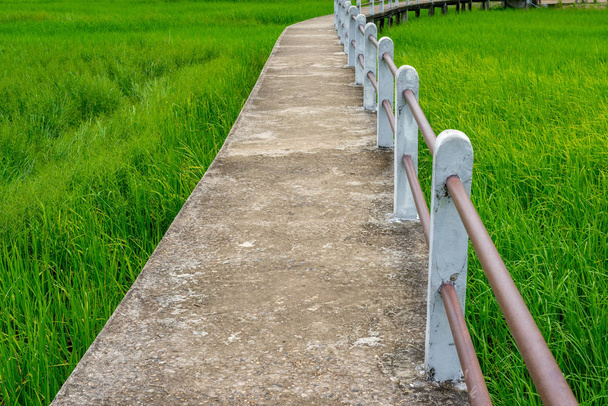 Käyntitie vihreän riisipellon läpi
 - Valokuva, kuva