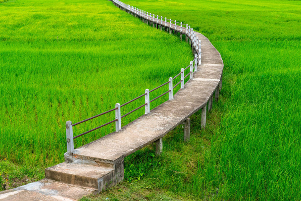 Вид с воздуха на бетонный путь в зеленом рисовом поле
 - Фото, изображение