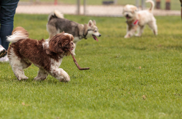 Лхаса апсо і Сибірський хаски собака змішати грати - Фото, зображення