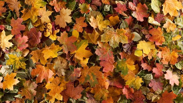 Colorful background of fallen autumn leaves - Фото, изображение