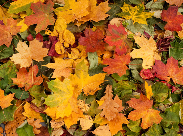 autumn - Фото, изображение