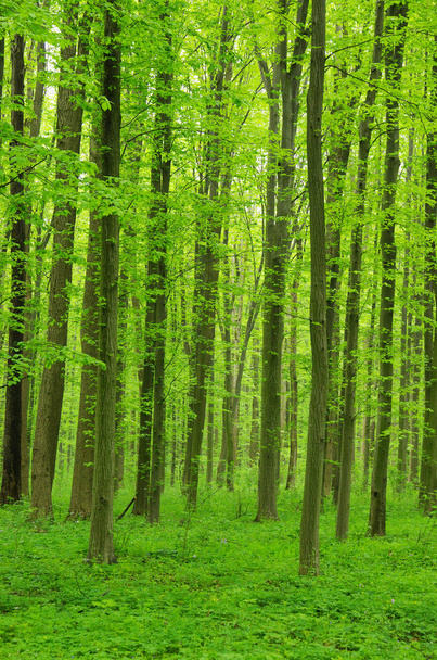 Зеленый лес с молодыми деревьями
 - Фото, изображение