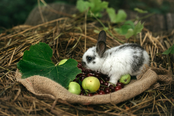 Cute rabbit standing with red cherry berries and green apples - Foto, immagini