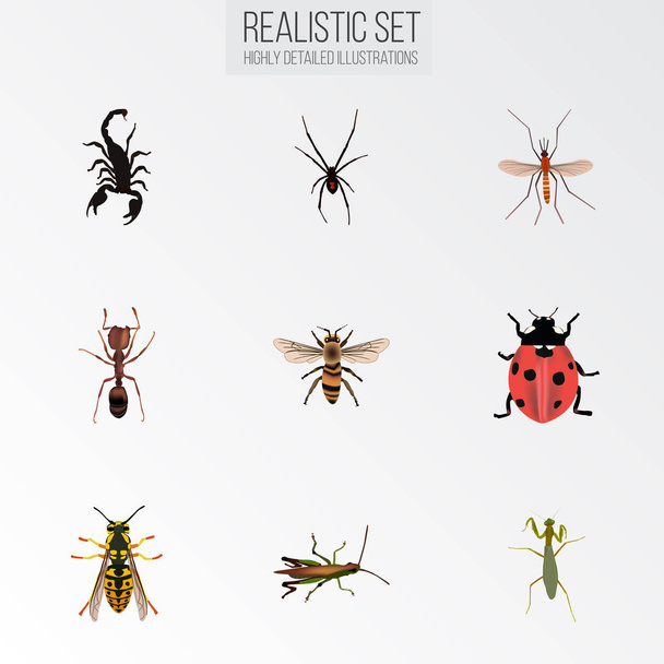 Realistic Wisp, Ladybird, Locust And Other Vector Elements. Conjunto de símbolos realistas hexápodos también incluye arácnidos, vivos, objetos hormigueros
. - Vector, Imagen