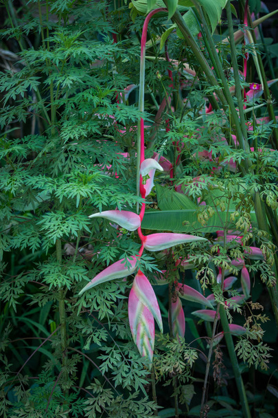 Pink Heliconia flowers in the rain forest of Khao Sok sanctuary, - Photo, image