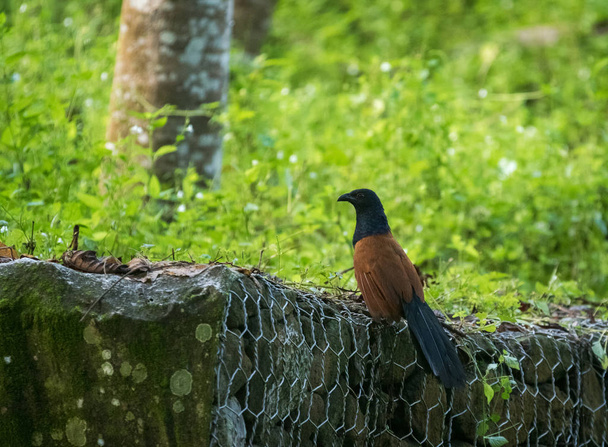 Πουλί μεγαλύτερη coucal ή κοράκι φασιανός - Centropus sinensis - Βόρνεο Σέπιλοκ, Sabah, Μαλαισία - Φωτογραφία, εικόνα