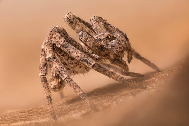 Philodromu sp. hämähäkin muotokuva
 - Valokuva, kuva