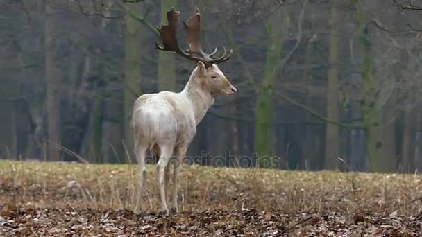 Grace White Deer nella foresta in piedi e in movimento al rallentatore
. - Filmati, video