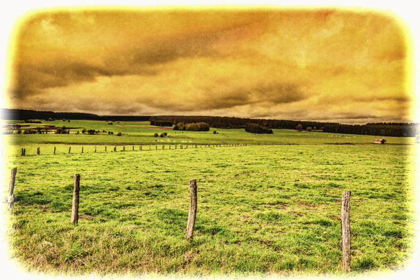 Zöld legelőkön Belgiumban legelésző tehenek. - Fotó, kép