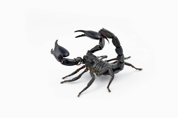 Scorpion Chang černá. - Fotografie, Obrázek
