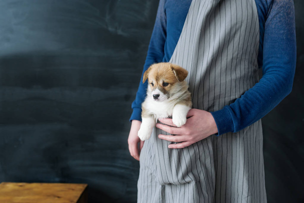 Корги щенок сидит фартук карман
 - Фото, изображение