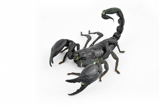 Escorpión Chang negro
. - Foto, Imagen