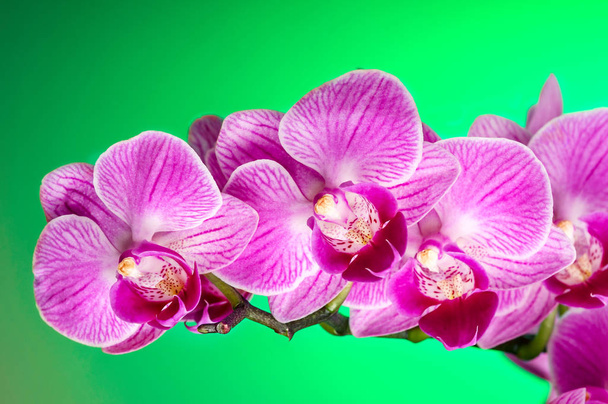 Tak roze orchidee op de groene achtergrond - Foto, afbeelding