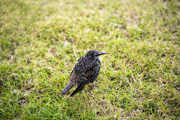 Common starling on the grass  - Photo, Image