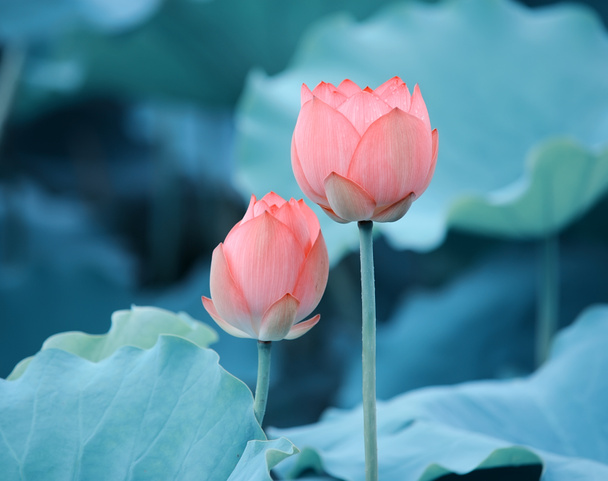 Blooming lotus flower - Photo, Image
