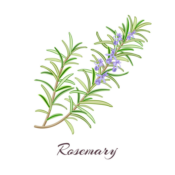 Rosemary herb. Rosmarinus officinalis. - Vektor, kép