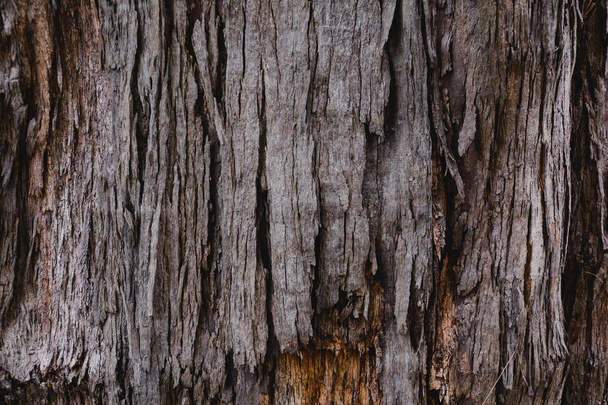 wood pattern and background - Foto, immagini
