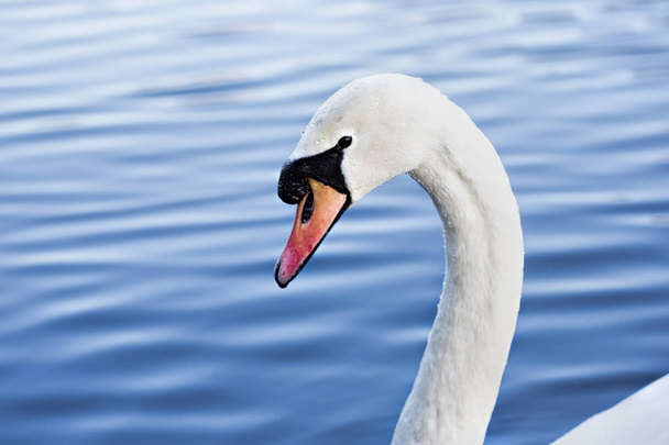 Закрыть голову лебедя, купающегося в озере
 - Фото, изображение