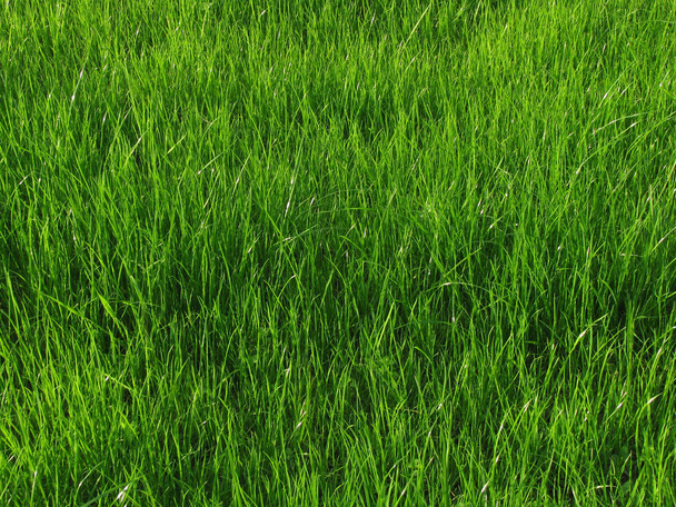 gras op weide achtergrond - Foto, afbeelding